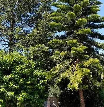 Гостевой дом Casa D'aman Palmeira de Faro